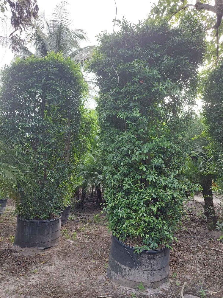 ficus-microcarpa-ficus-nitida-indian-cuban-laurel