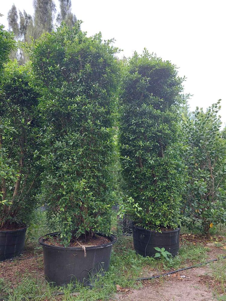 ficus-microcarpa-ficus-nitida-indian-cuban-laurel