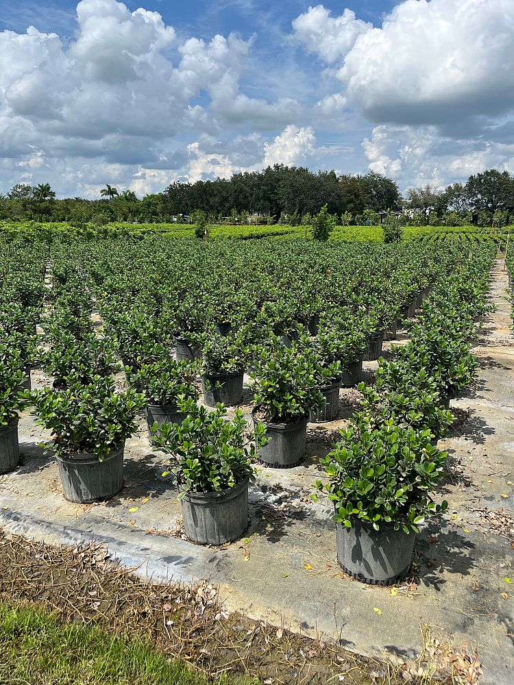 ficus-microcarpa-green-island-ficus-green-island