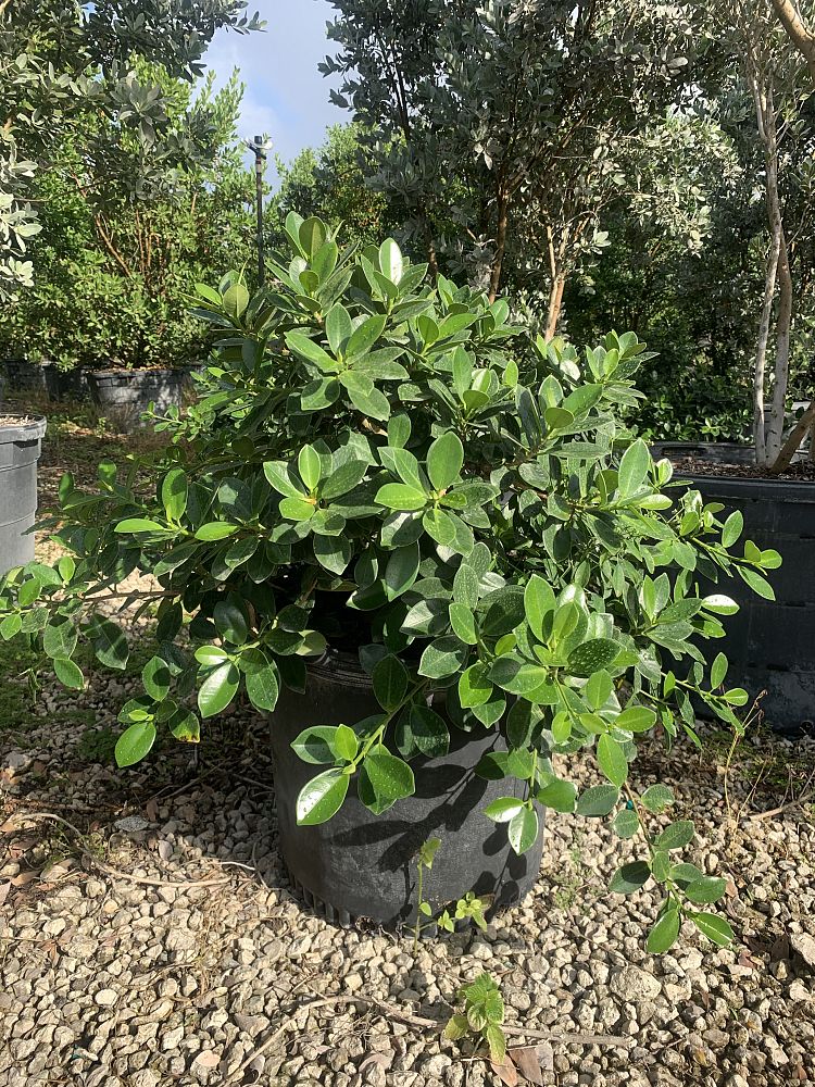 ficus-microcarpa-green-island-ficus-green-island