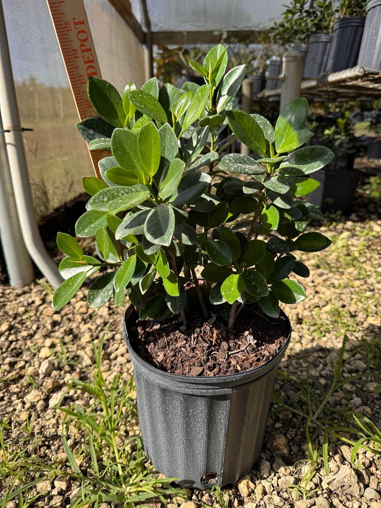 ficus-microcarpa-green-island-ficus-green-island