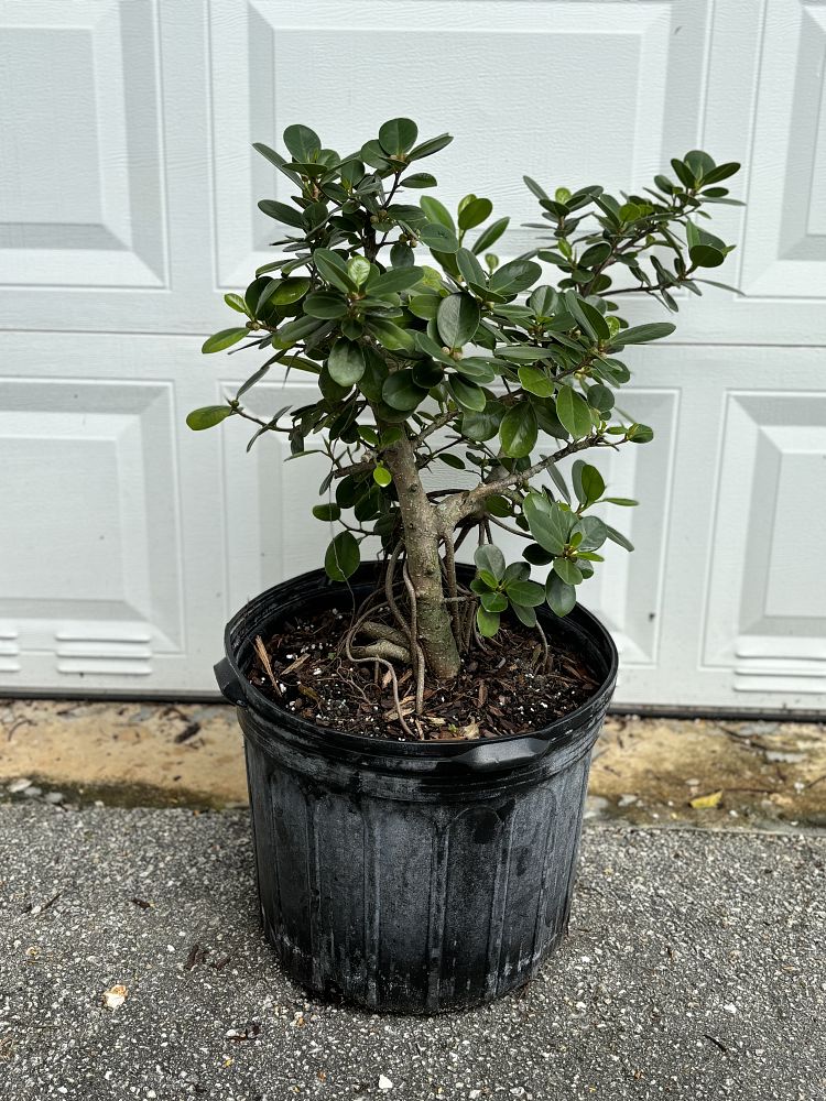 ficus-microcarpa-green-island-ficus-green-island