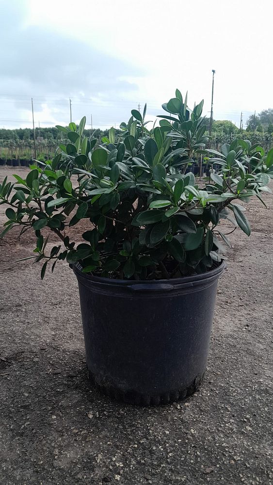 ficus-microcarpa-green-island-ficus-green-island