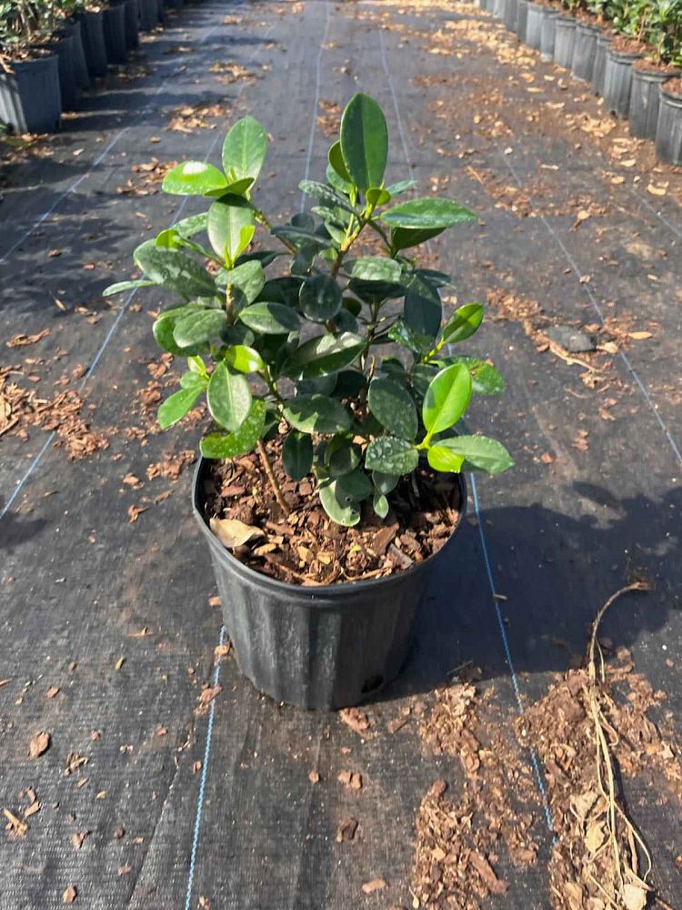 ficus-microcarpa-green-island-ficus-green-island