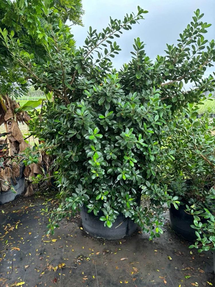 ficus-microcarpa-green-island-ficus-green-island