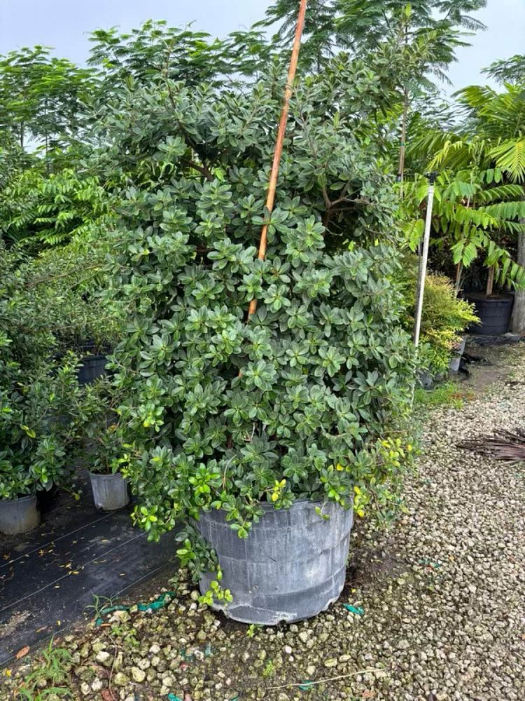 ficus-microcarpa-green-island-ficus-green-island