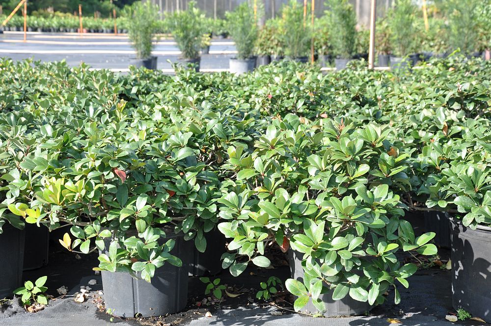 ficus-microcarpa-green-island-ficus-green-island