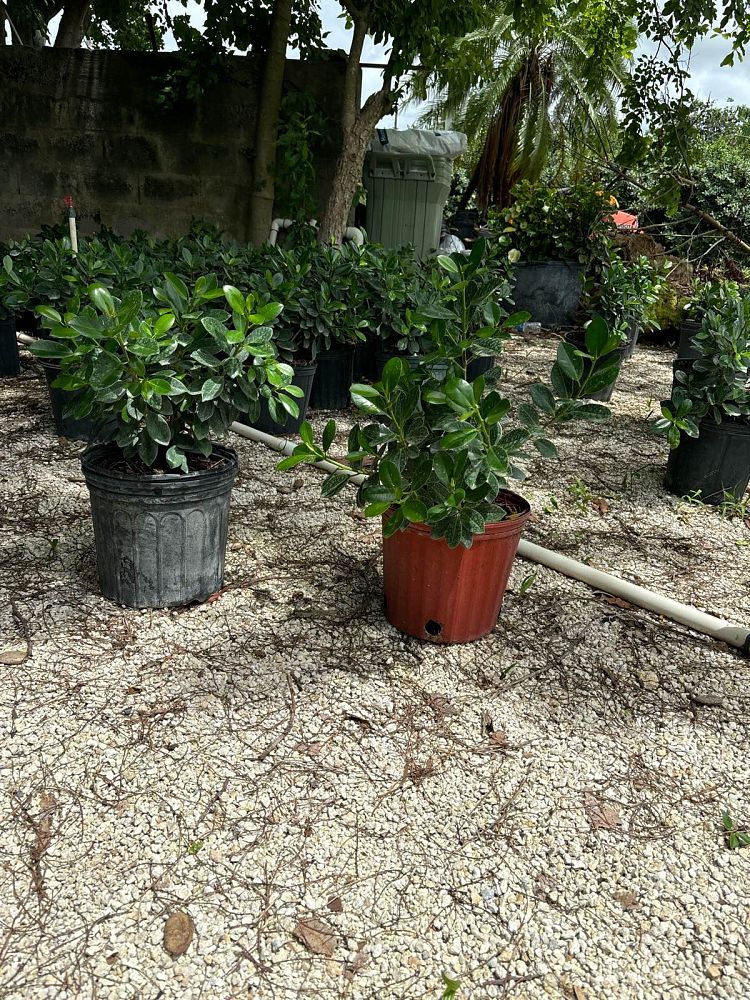 ficus-microcarpa-green-island-ficus-green-island