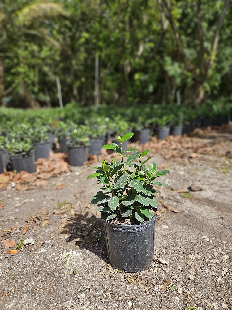 ficus-microcarpa-green-island-ficus-green-island