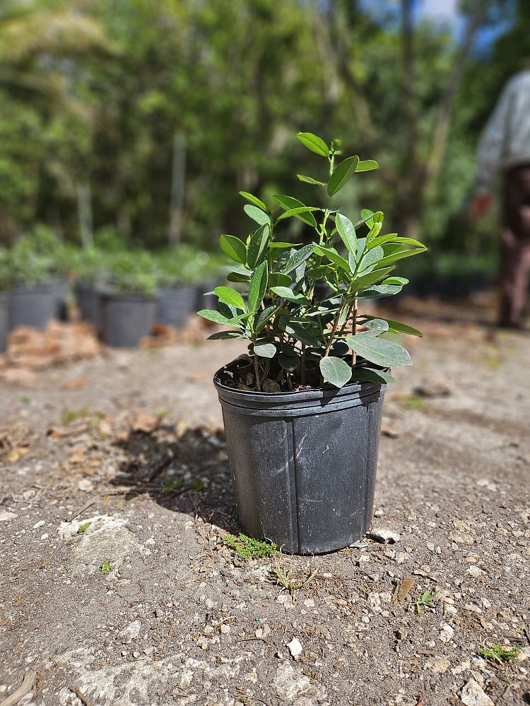 ficus-microcarpa-green-island-ficus-green-island