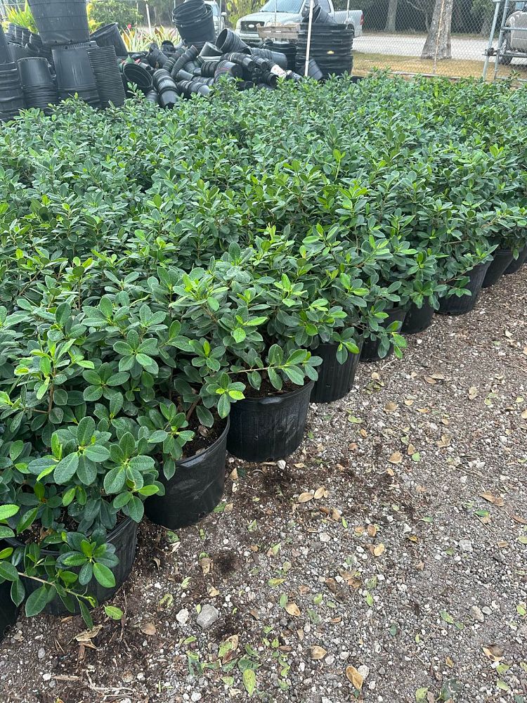 ficus-microcarpa-green-island-ficus-green-island