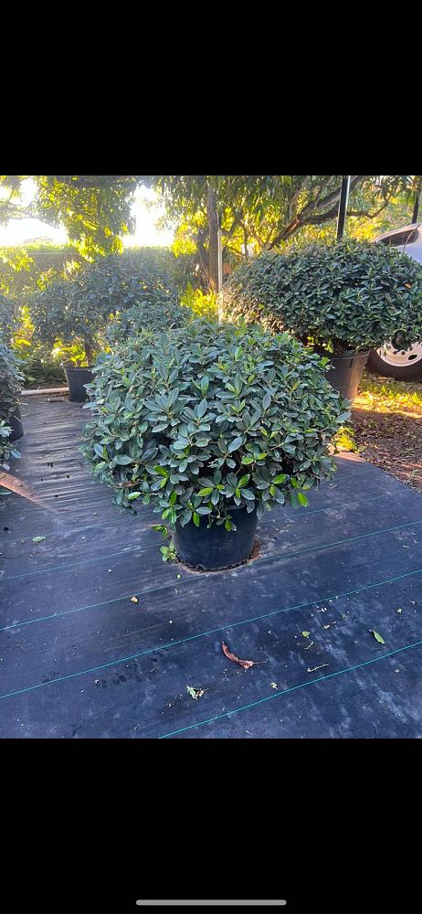 ficus-microcarpa-green-island-ficus-green-island