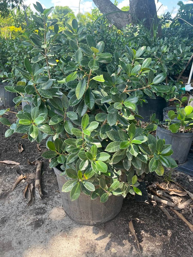 ficus-microcarpa-green-island-ficus-green-island