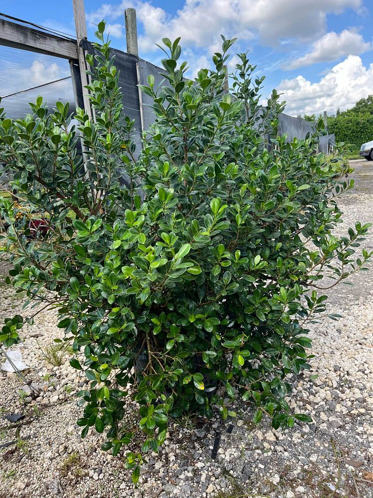 ficus-microcarpa-green-island-ficus-green-island