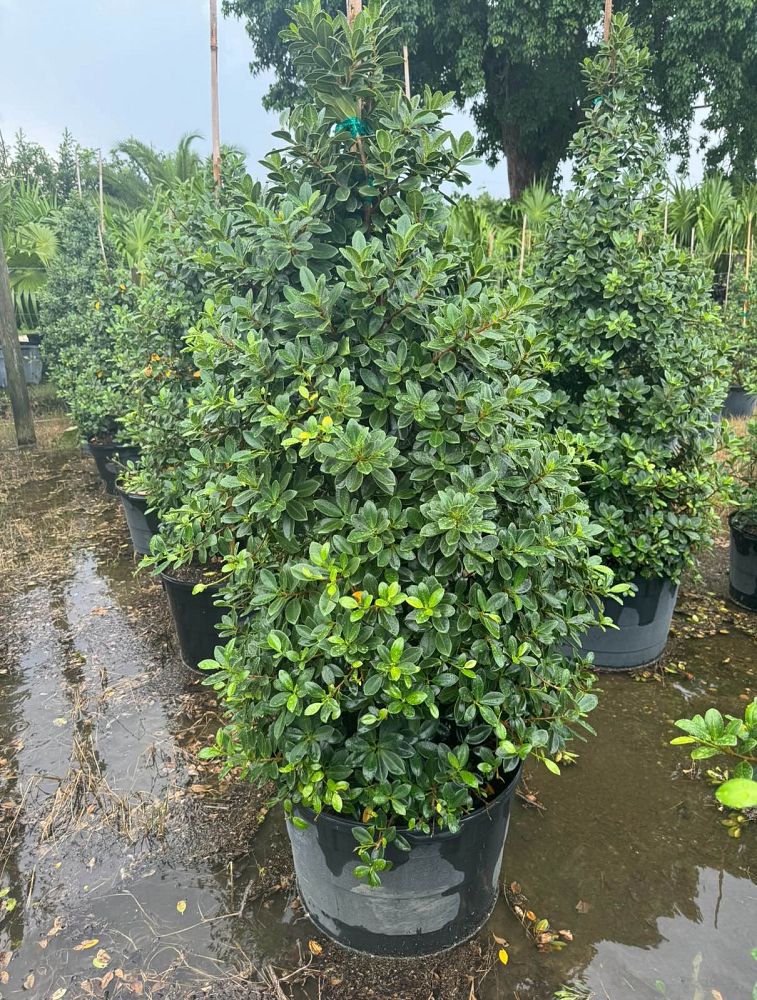 ficus-microcarpa-green-island-ficus-green-island