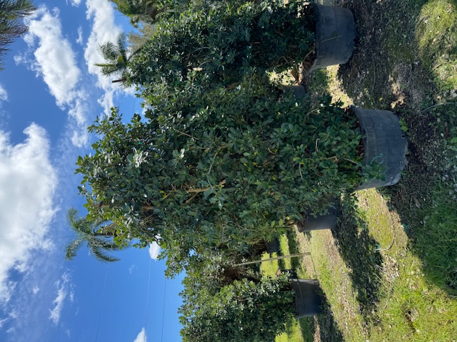 ficus-microcarpa-green-island-ficus-green-island