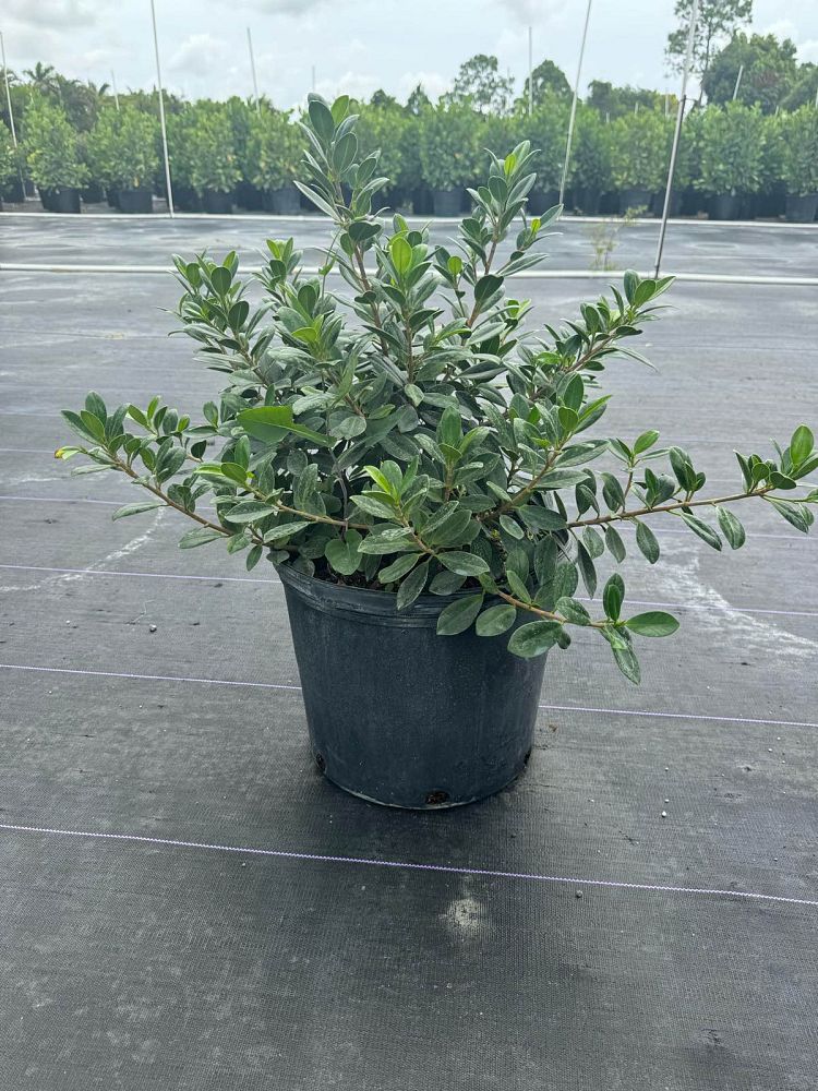 ficus-microcarpa-green-island-ficus-green-island