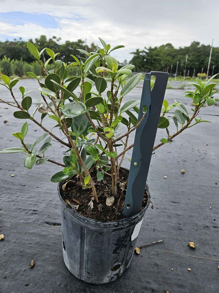 ficus-microcarpa-green-island-ficus-green-island