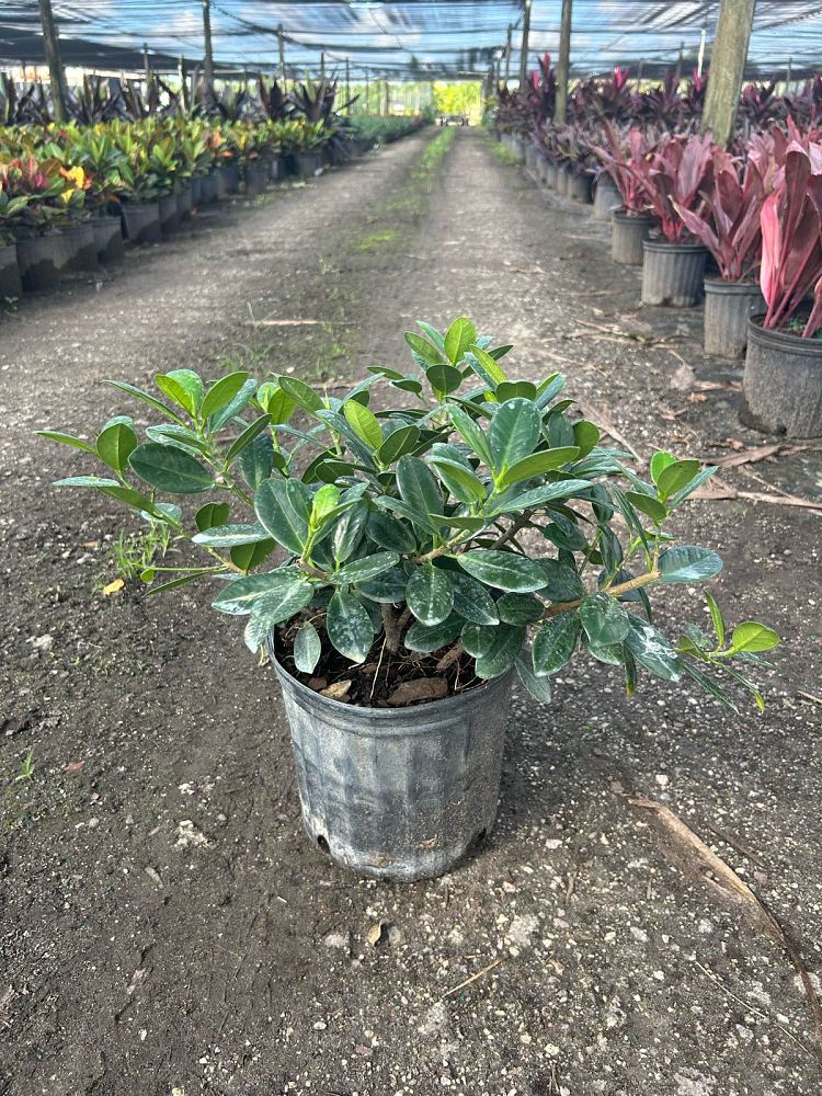 ficus-microcarpa-green-island-ficus-green-island