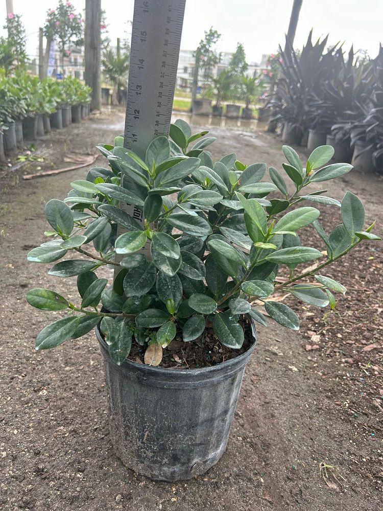 ficus-microcarpa-green-island-ficus-green-island