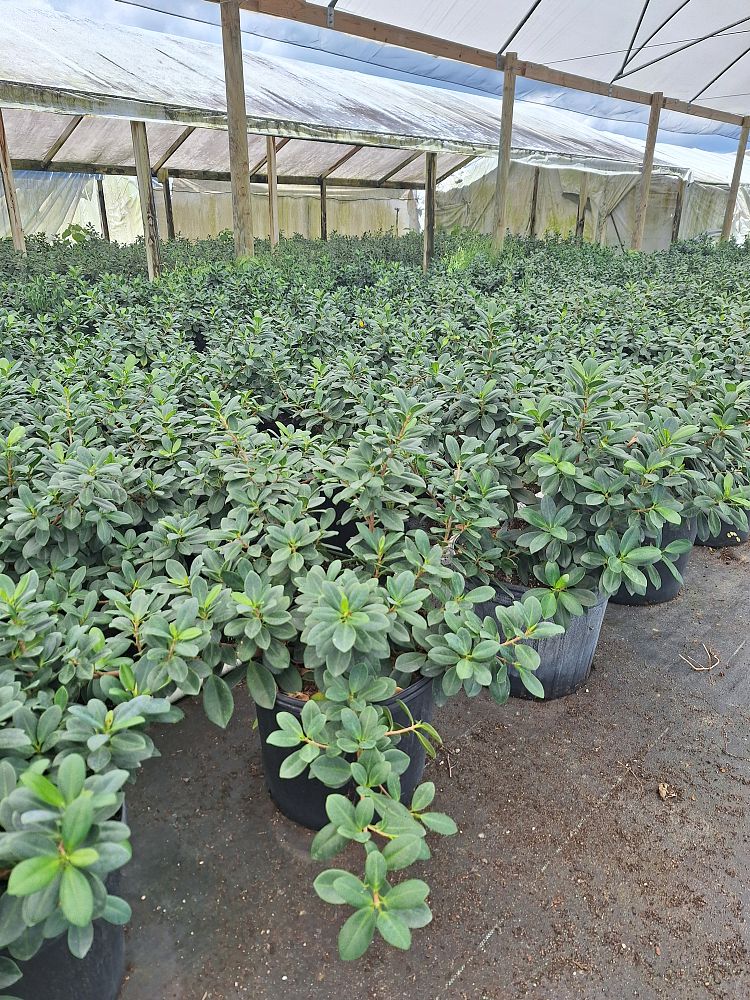 ficus-microcarpa-green-island-ficus-green-island