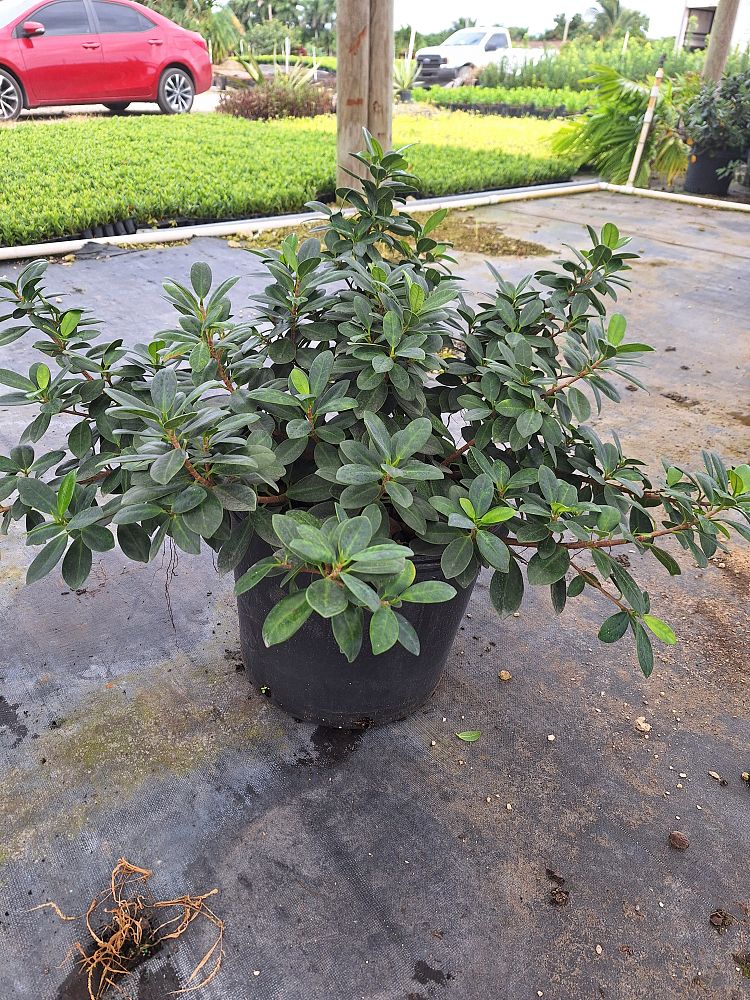 ficus-microcarpa-green-island-ficus-green-island