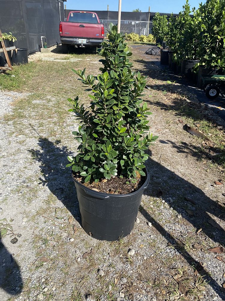 ficus-microcarpa-green-island-ficus-green-island