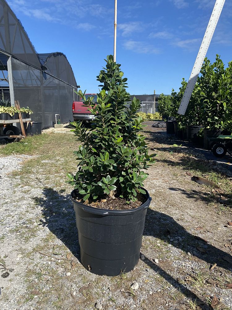 ficus-microcarpa-green-island-ficus-green-island