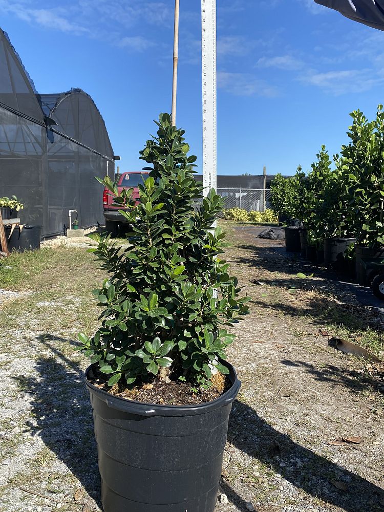 ficus-microcarpa-green-island-ficus-green-island