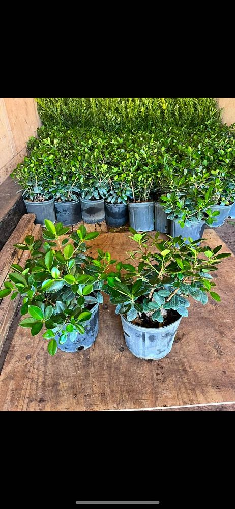 ficus-microcarpa-green-island-ficus-green-island