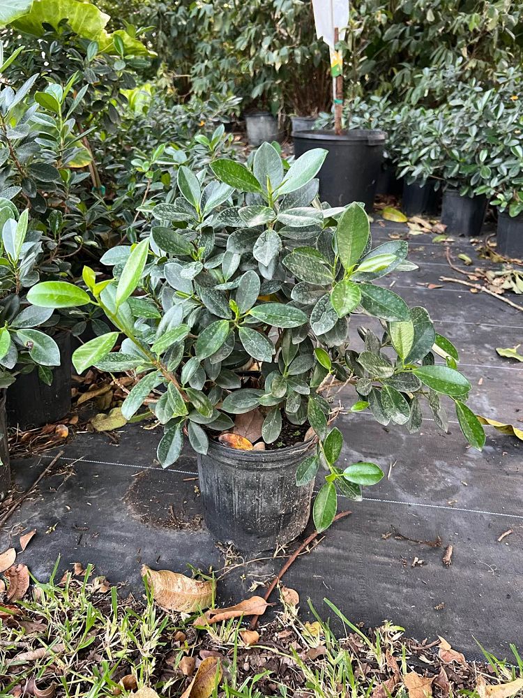 ficus-microcarpa-green-island-ficus-green-island