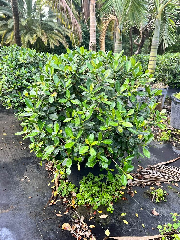 ficus-microcarpa-green-island-ficus-green-island