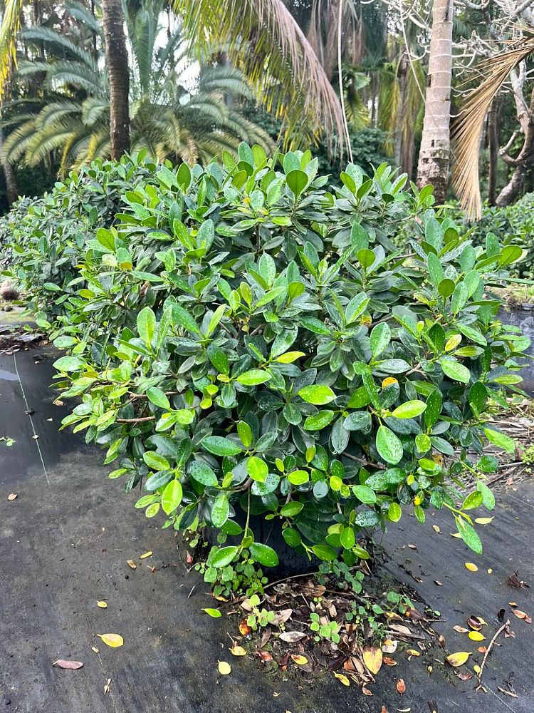 ficus-microcarpa-green-island-ficus-green-island