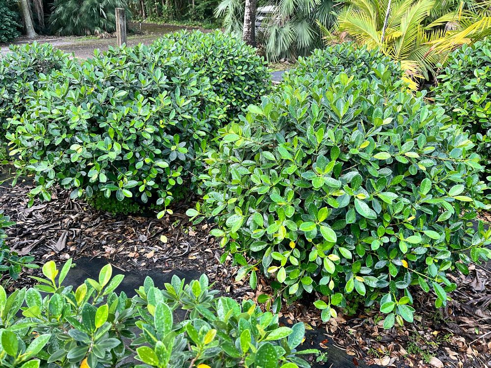 ficus-microcarpa-green-island-ficus-green-island