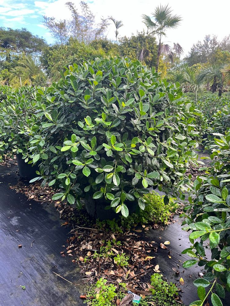 ficus-microcarpa-green-island-ficus-green-island