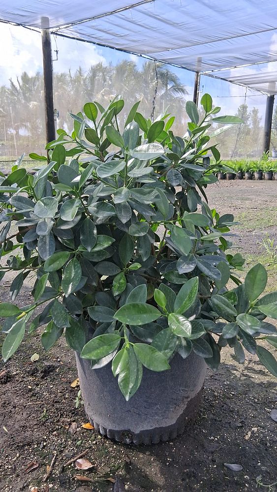 ficus-microcarpa-green-island-ficus-green-island