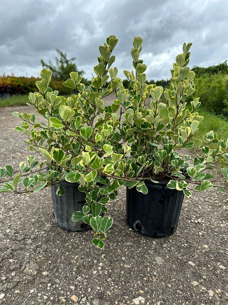 ficus-natalensis-leprieurii-variegata-ficus-triangularis-variegated-natal-fig-mistletoe-fig-triangle-ficus-licumo