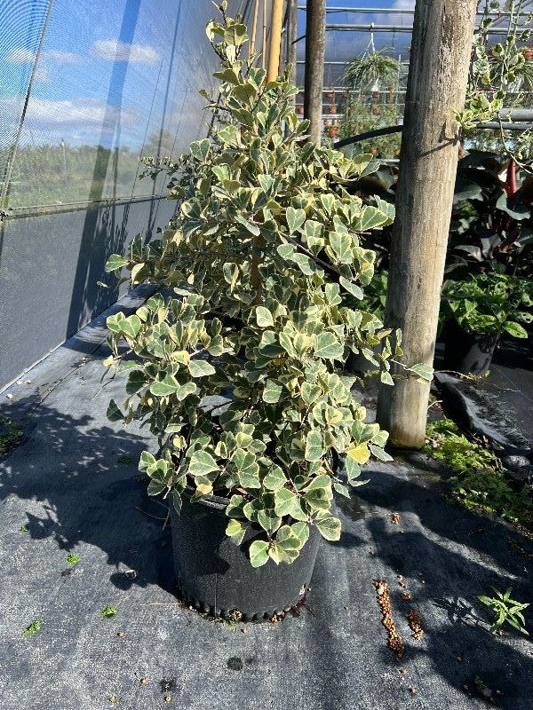 ficus-natalensis-leprieurii-variegata-ficus-triangularis-variegated-natal-fig-mistletoe-fig-triangle-ficus-licumo