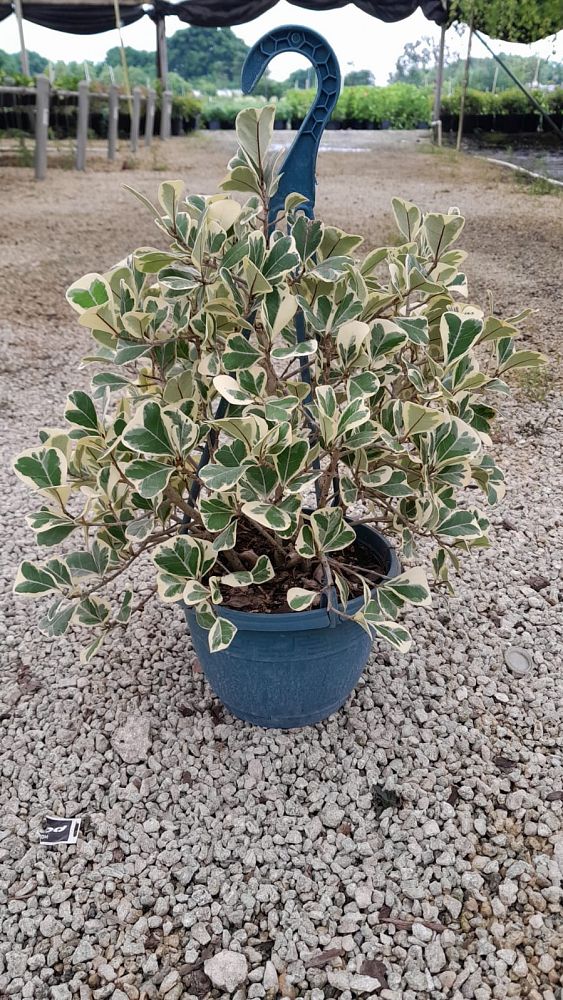 ficus-natalensis-leprieurii-variegata-ficus-triangularis-variegated-natal-fig-mistletoe-fig-triangle-ficus-licumo