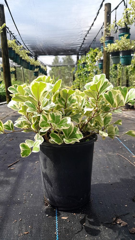 ficus-natalensis-leprieurii-variegata-ficus-triangularis-variegated-natal-fig-mistletoe-fig-triangle-ficus-licumo