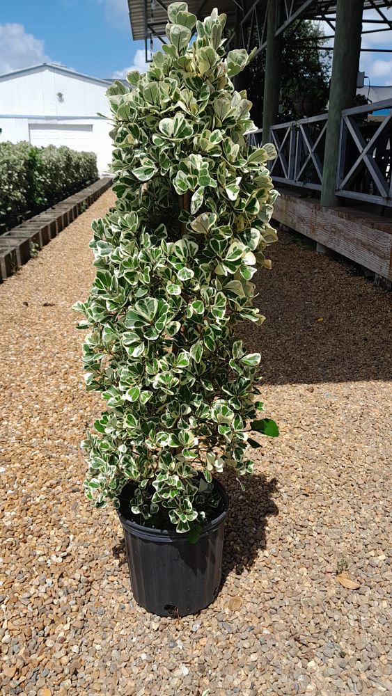 ficus-natalensis-leprieurii-variegata-ficus-triangularis-variegated-natal-fig-mistletoe-fig-triangle-ficus-licumo