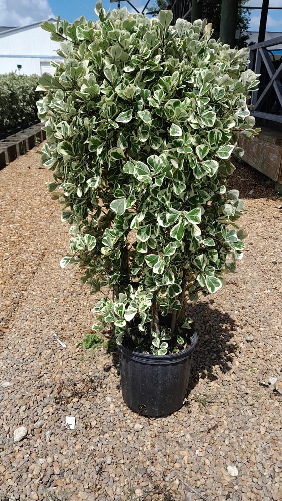 ficus-natalensis-leprieurii-variegata-ficus-triangularis-variegated-natal-fig-mistletoe-fig-triangle-ficus-licumo