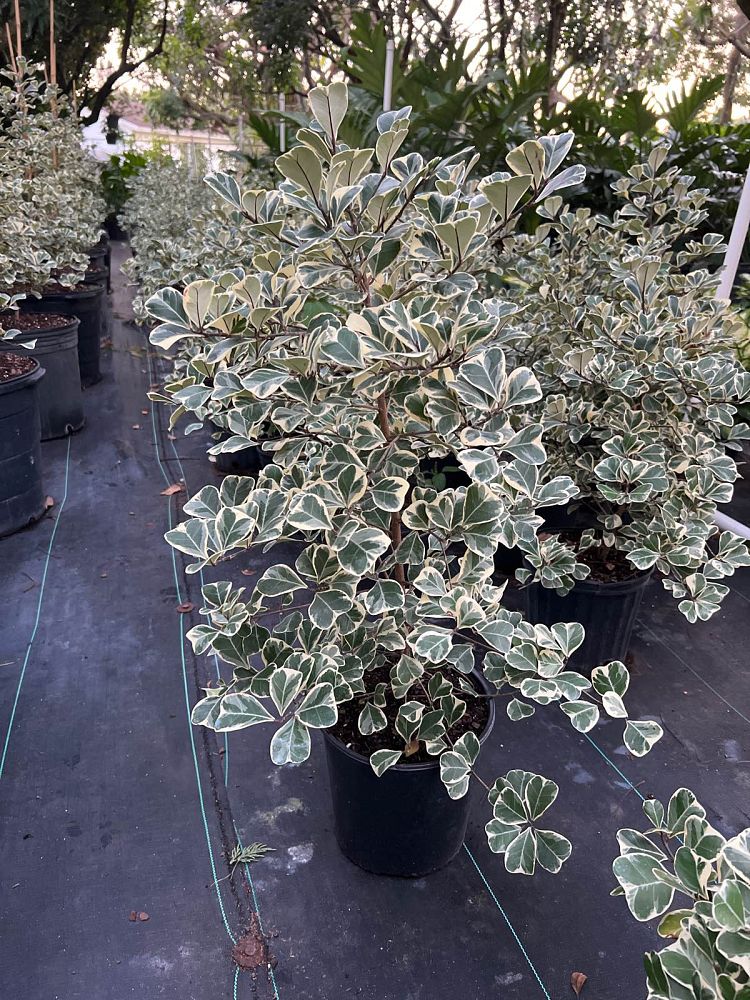 ficus-natalensis-leprieurii-variegata-ficus-triangularis-variegated-natal-fig-mistletoe-fig-triangle-ficus-licumo