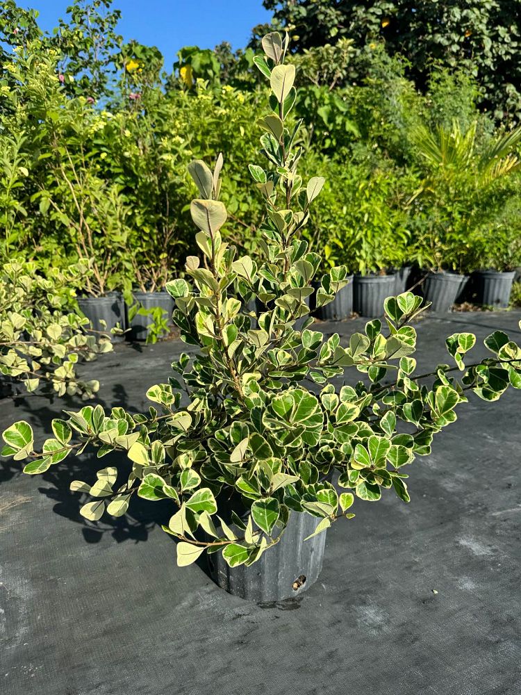 ficus-natalensis-leprieurii-variegata-ficus-triangularis-variegated-natal-fig-mistletoe-fig-triangle-ficus-licumo