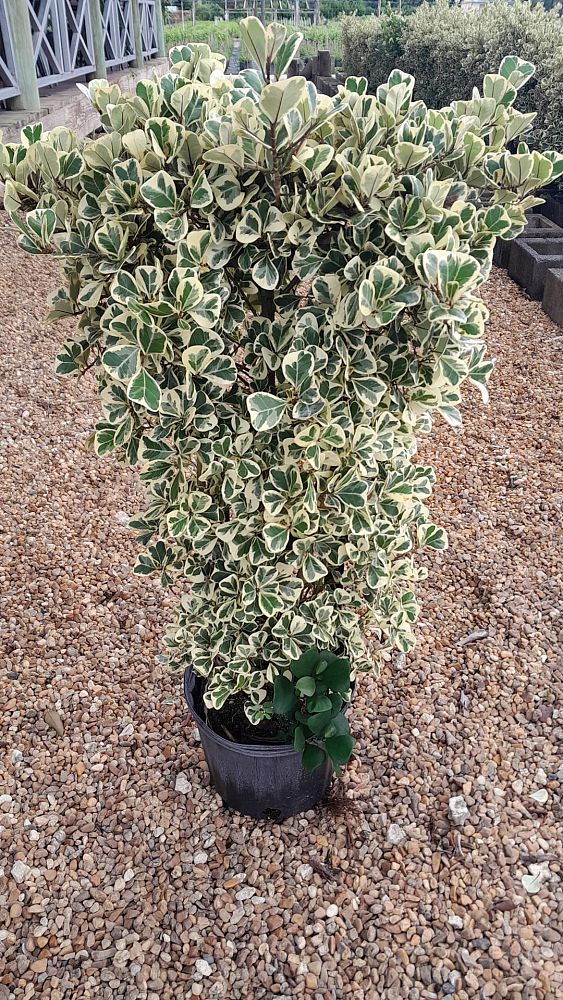 ficus-natalensis-leprieurii-variegata-ficus-triangularis-variegated-natal-fig-mistletoe-fig-triangle-ficus-licumo