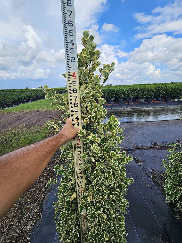 ficus-natalensis-leprieurii-variegata-ficus-triangularis-variegated-natal-fig-mistletoe-fig-triangle-ficus-licumo