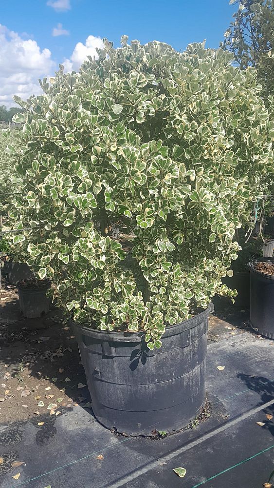 ficus-natalensis-leprieurii-variegata-ficus-triangularis-variegated-natal-fig-mistletoe-fig-triangle-ficus-licumo