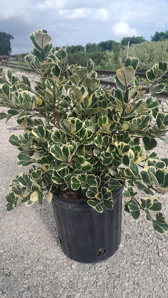 ficus-natalensis-leprieurii-variegata-ficus-triangularis-variegated-natal-fig-mistletoe-fig-triangle-ficus-licumo