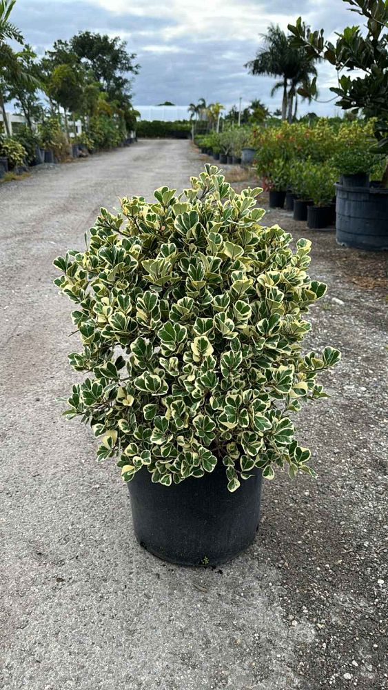 ficus-natalensis-leprieurii-variegata-ficus-triangularis-variegated-natal-fig-mistletoe-fig-triangle-ficus-licumo