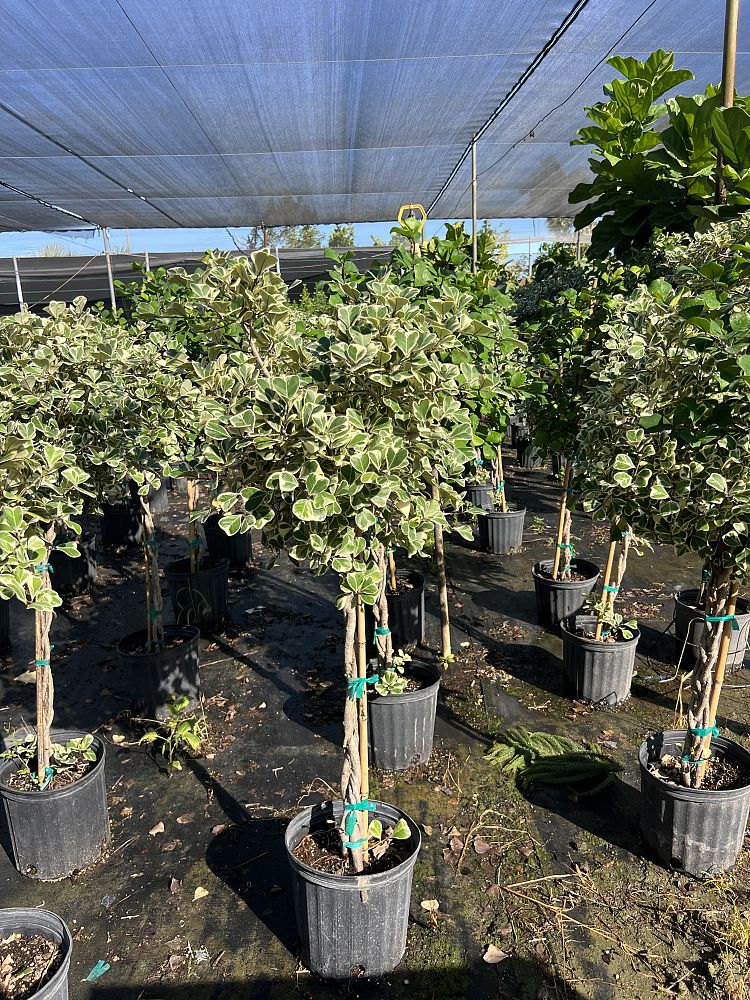 ficus-natalensis-leprieurii-variegata-ficus-triangularis-variegated-natal-fig-mistletoe-fig-triangle-ficus-licumo